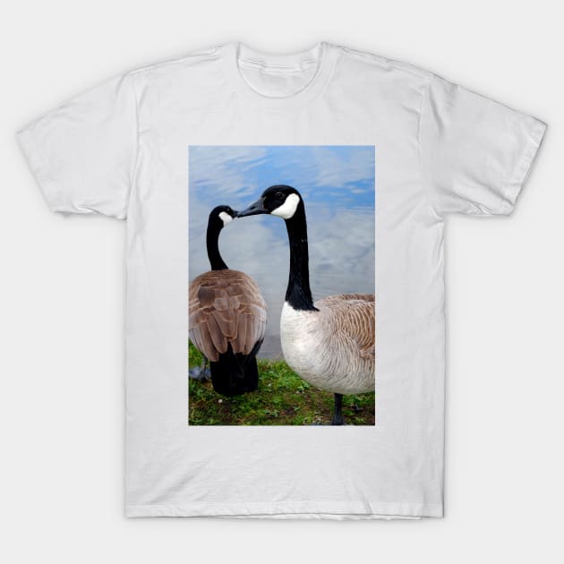 Canada Goose Canadian Geese Wild Bird T-Shirt by AndyEvansPhotos